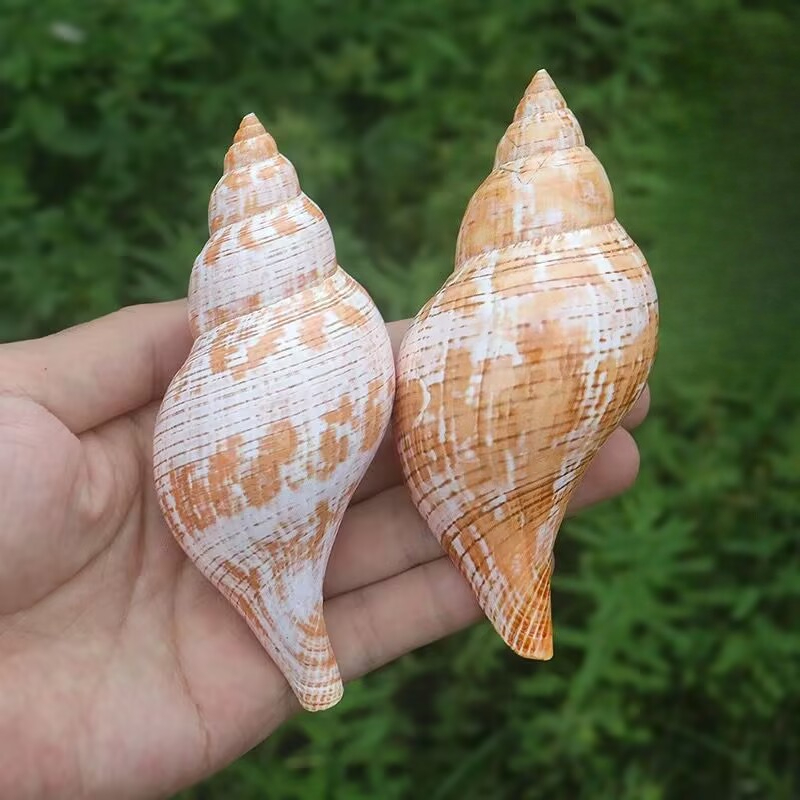 Aquarium Fish Popular - Natural Conch Tulip Snail Hermit Crab