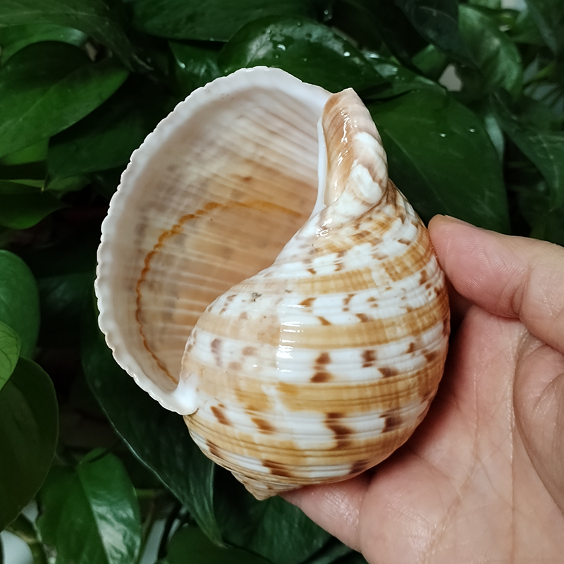 Aquarium Fish Big - 9-10CM Tonna Dolium Shell Big Partridge