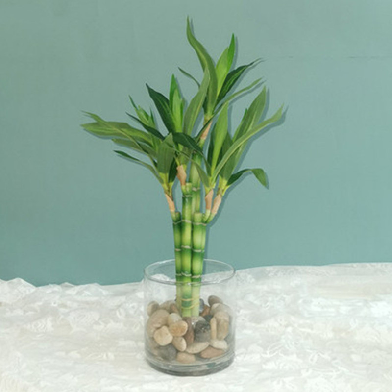 Aquarium Fish Pot - New 40cm rFtificial Lucky Bamboo Succulent