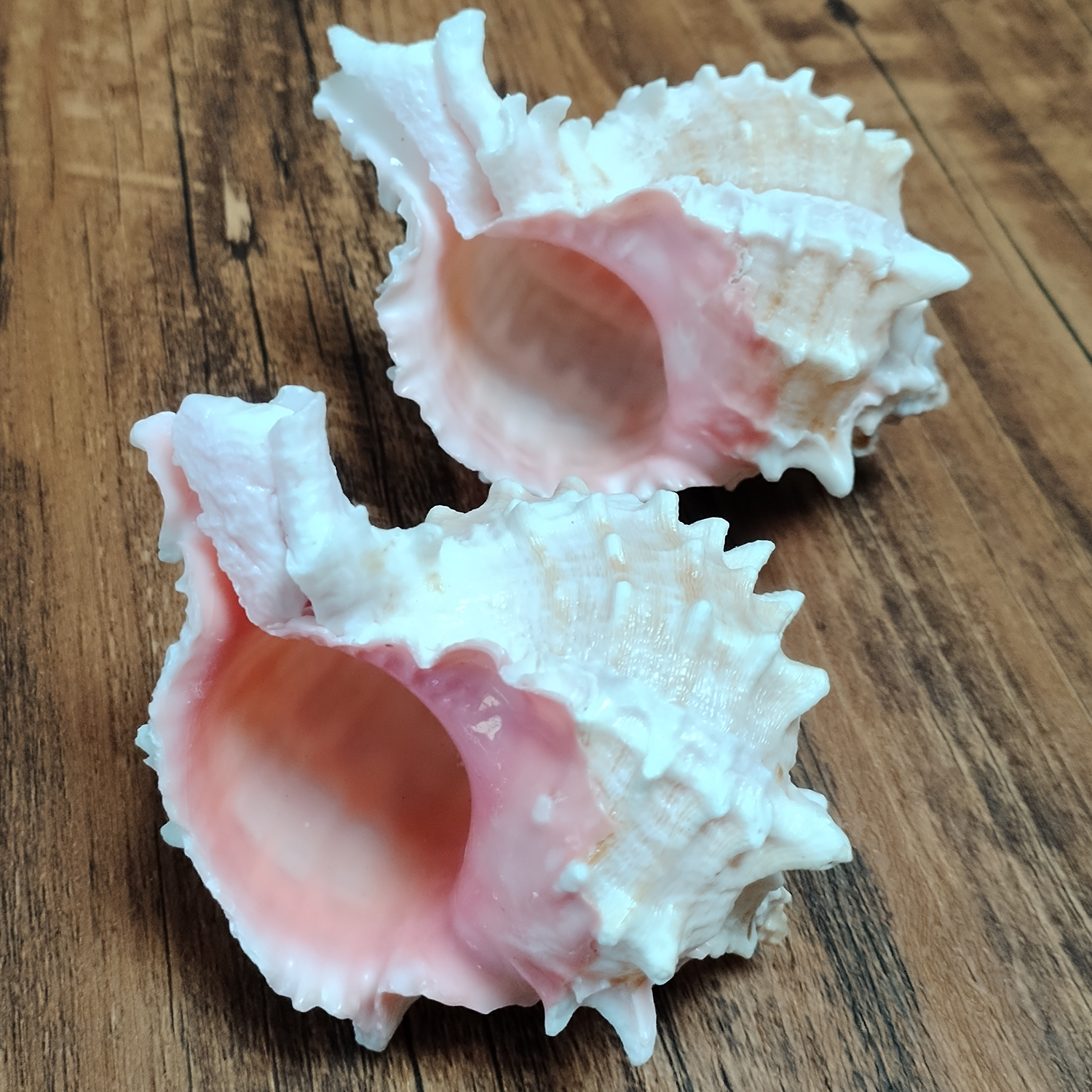 Aquarium Fish Big - Pink-mouth Murex Shell Big Natural Hermit