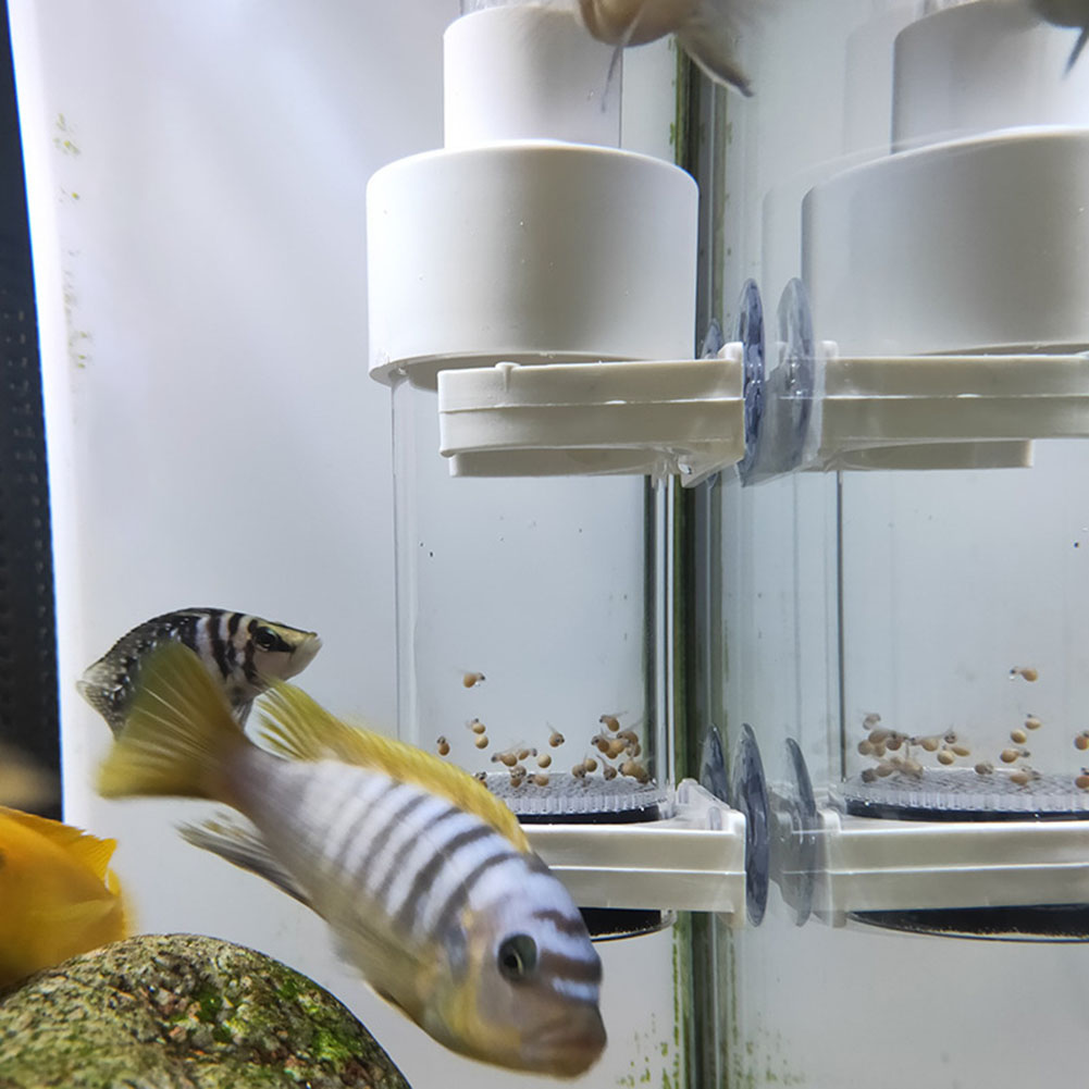 Aquarium Fish Cichlid - 40mm Aquarium Cichlids Hatchery Eggs Instead