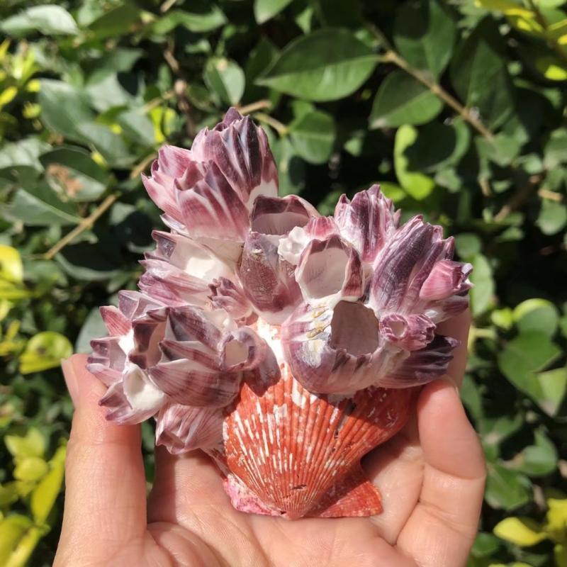 Aquarium Fish Big - Big Purple Sea Lotus Natural Scallop