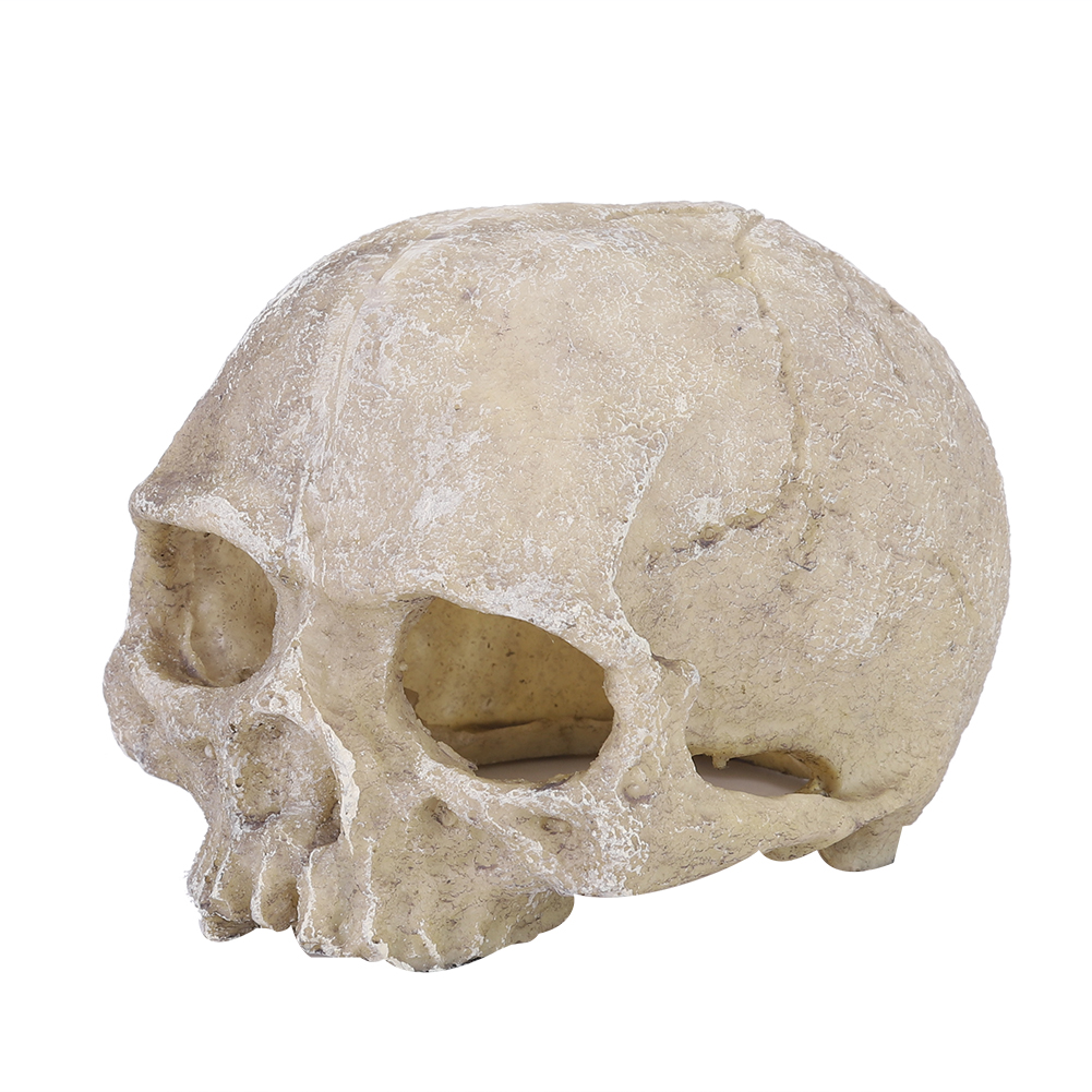 Aquarium Fish Hide - Resin Simulated Head Bone Skull Statue