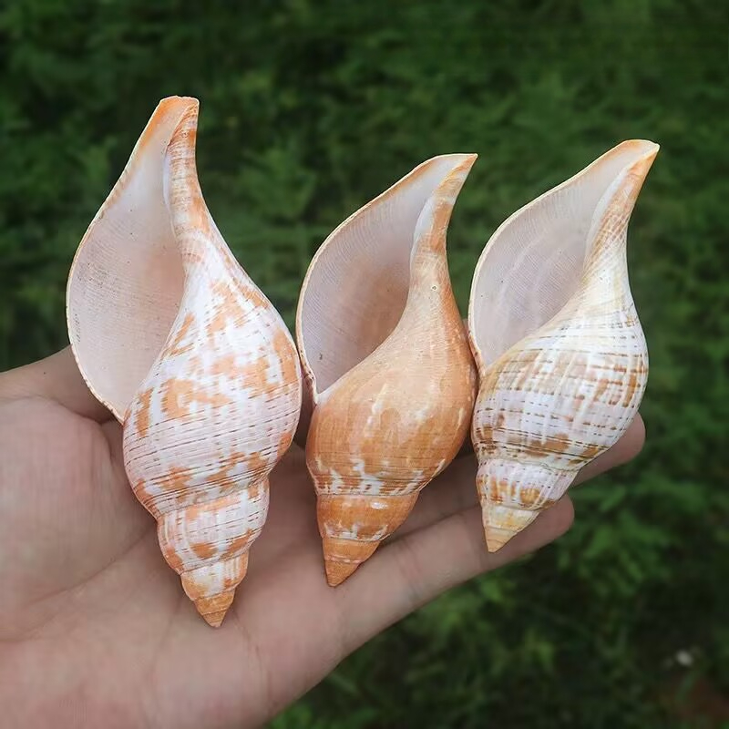 Natural Conch Tulip Snail Herm - Aquarium Fish Popular ulasan dan harga