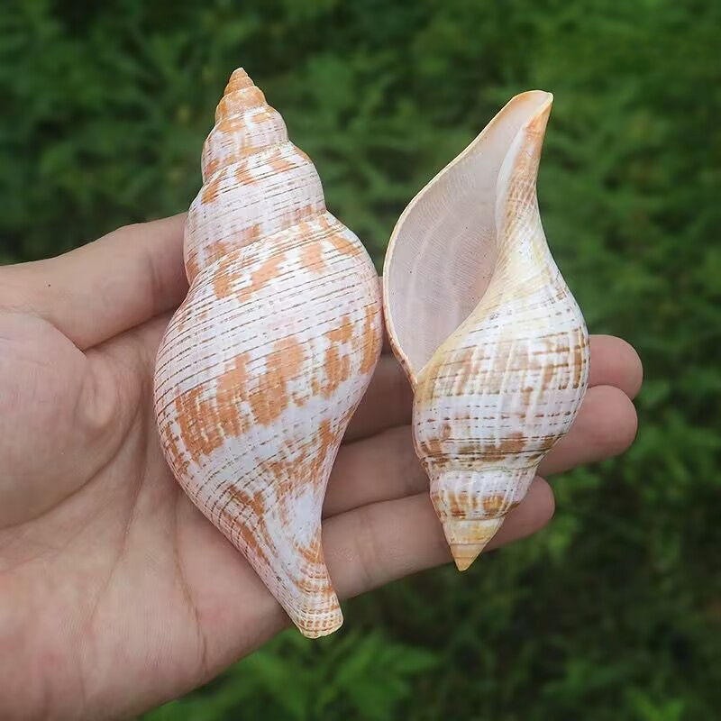 Natural Conch Tulip Snail Herm - Aquarium Fish Popular ulasan dan harga