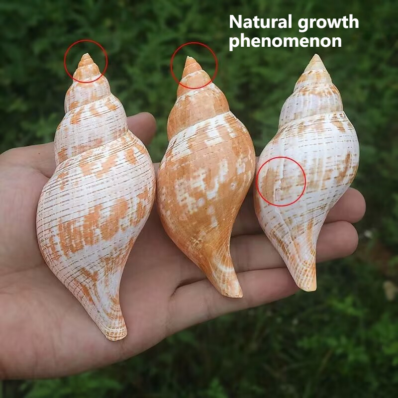 Natural Conch Tulip Snail Herm - Aquarium Fish Popular ulasan dan harga