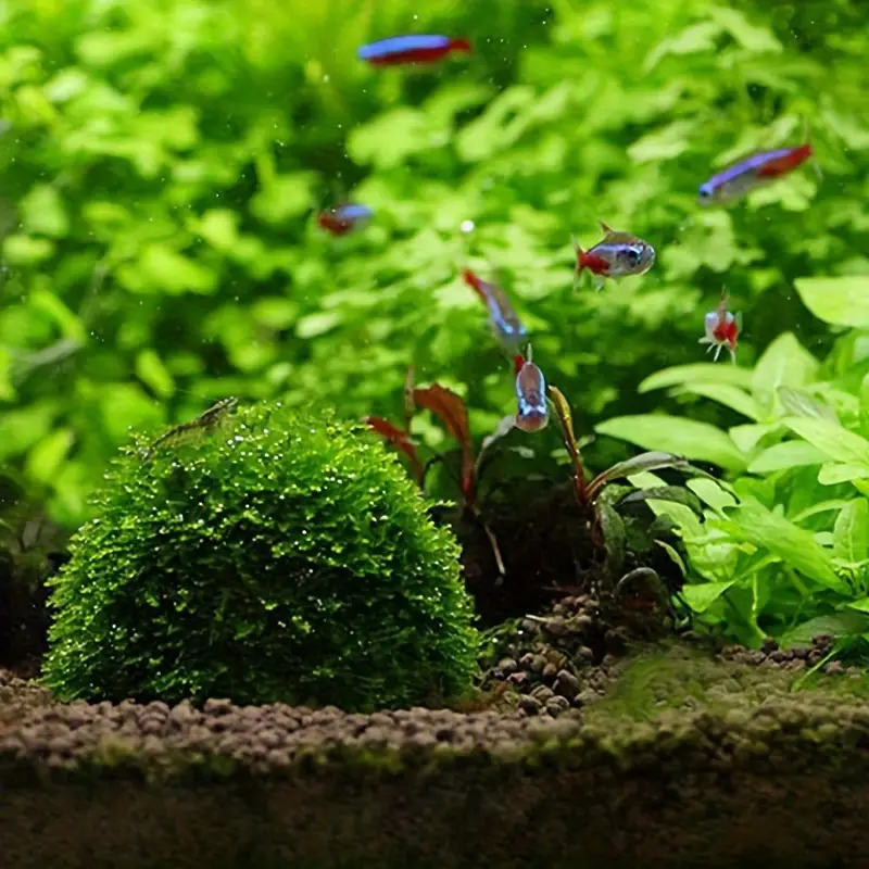 Plastic Aquarium Moss Ball Fil - Aquarium Fish Cichlid ulasan dan harga