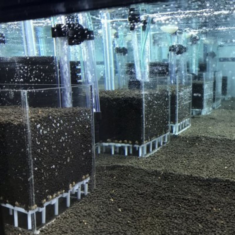 Transparent Acrylic Shrimp Fis - Aquarium Fish Reproduction ulasan dan harga