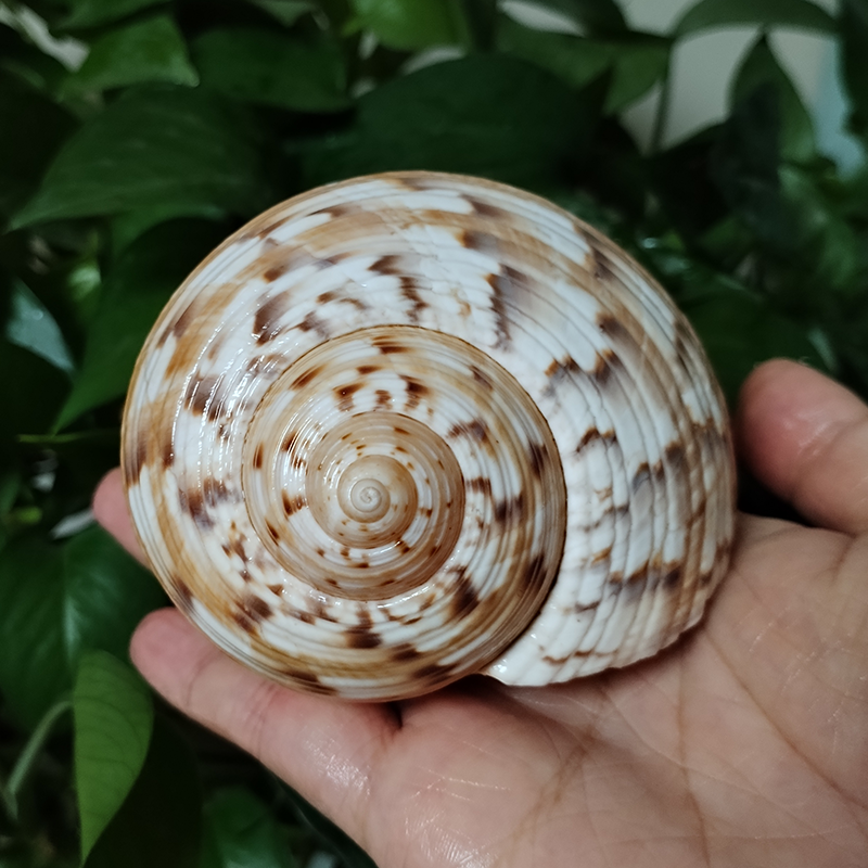 9-10CM Tonna Dolium Shell Big  - Aquarium Fish Big ulasan dan harga
