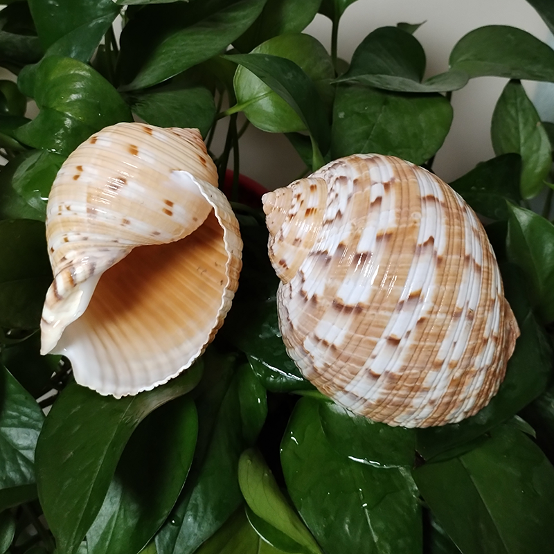 9-10CM Tonna Dolium Shell Big  - Aquarium Fish Big ulasan dan harga