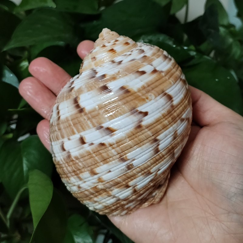 9-10CM Tonna Dolium Shell Big  - Aquarium Fish Big ulasan dan harga