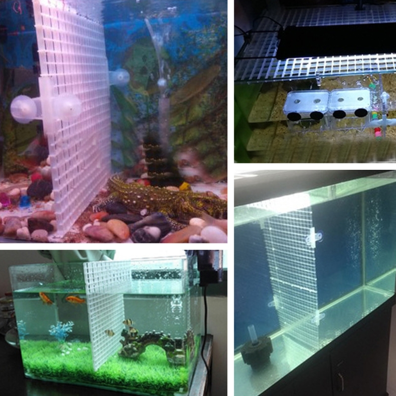 Fish for Tank Divider Plastic  - Aquarium Fish Eggs ulasan dan harga