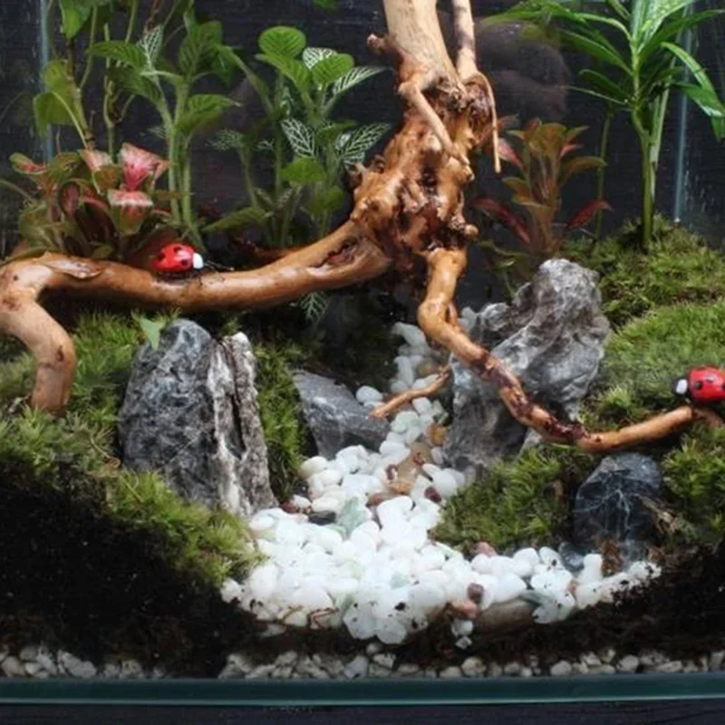 Natural Tree Trunk Driftwood A - Aquarium Fish Cichlid ulasan dan harga