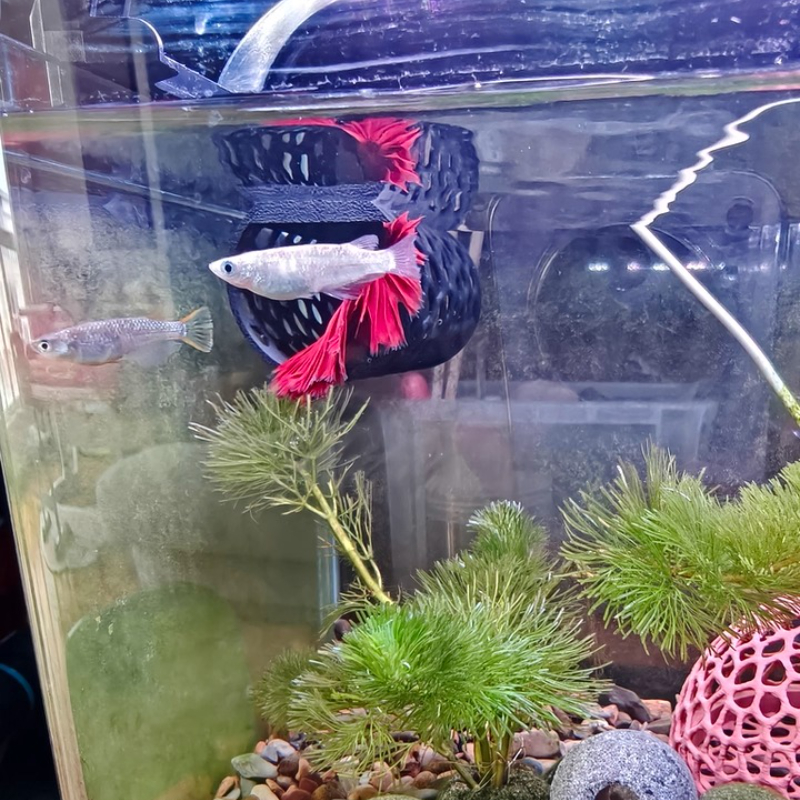 Floating Betta Hammock Tunnel, - Aquarium Fish Hide ulasan dan harga