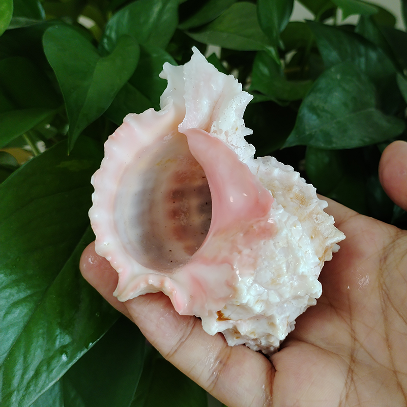Pink-mouth Murex Shell Big Nat - Aquarium Fish Big ulasan dan harga