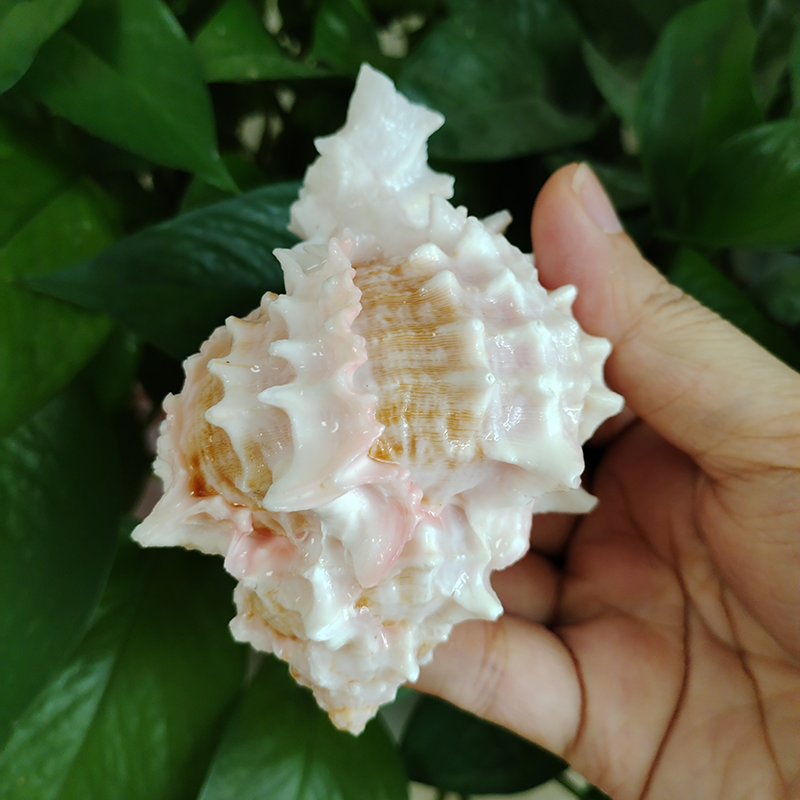 Pink-mouth Murex Shell Big Nat - Aquarium Fish Big ulasan dan harga