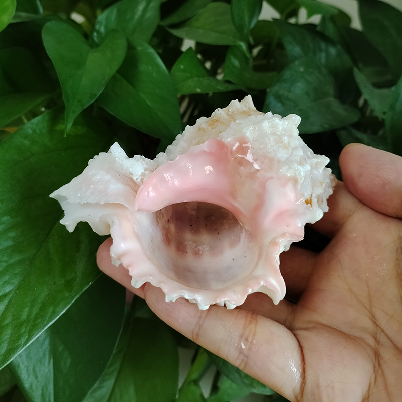 Pink-mouth Murex Shell Big Nat - Aquarium Fish Big ulasan dan harga