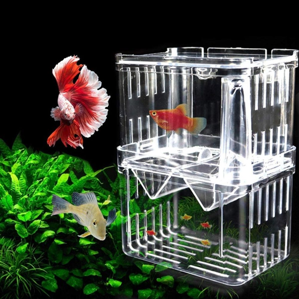 Tank Aquarium For Baby Fishes  - Aquarium Fish Reproduction ulasan dan harga