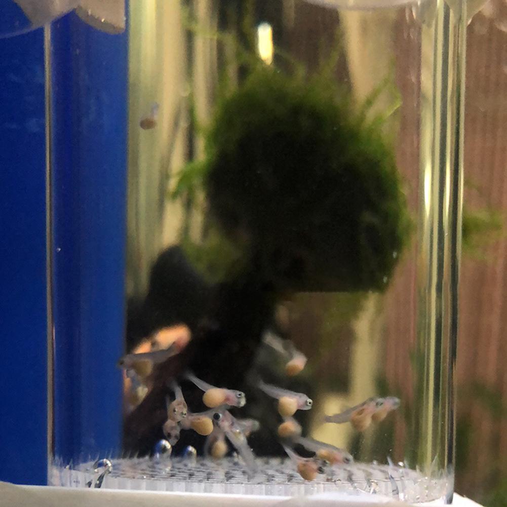 40mm Incubator Fish Hatchery E - Aquarium Fish Cichlid ulasan dan harga