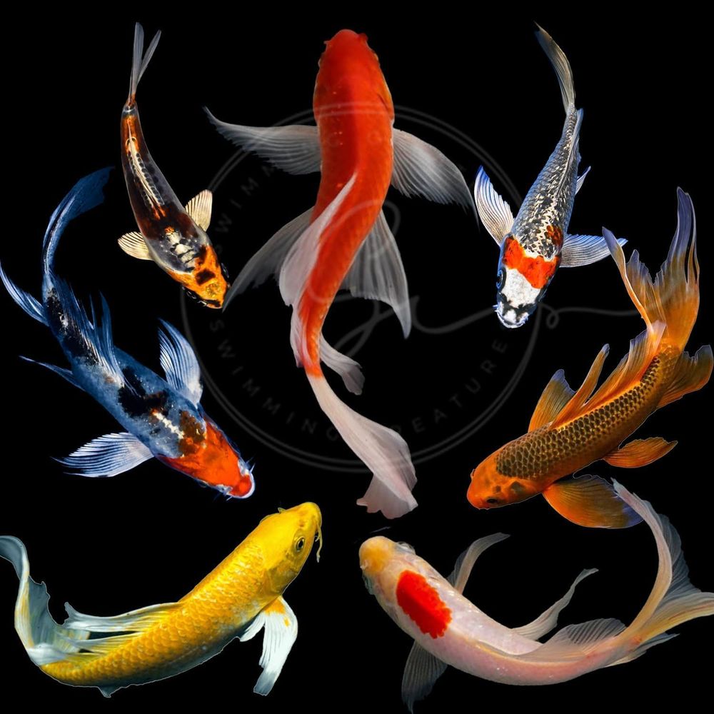 Assorted Colors Live Koi Fish  - Aquarium Fish In Pond ulasan dan harga