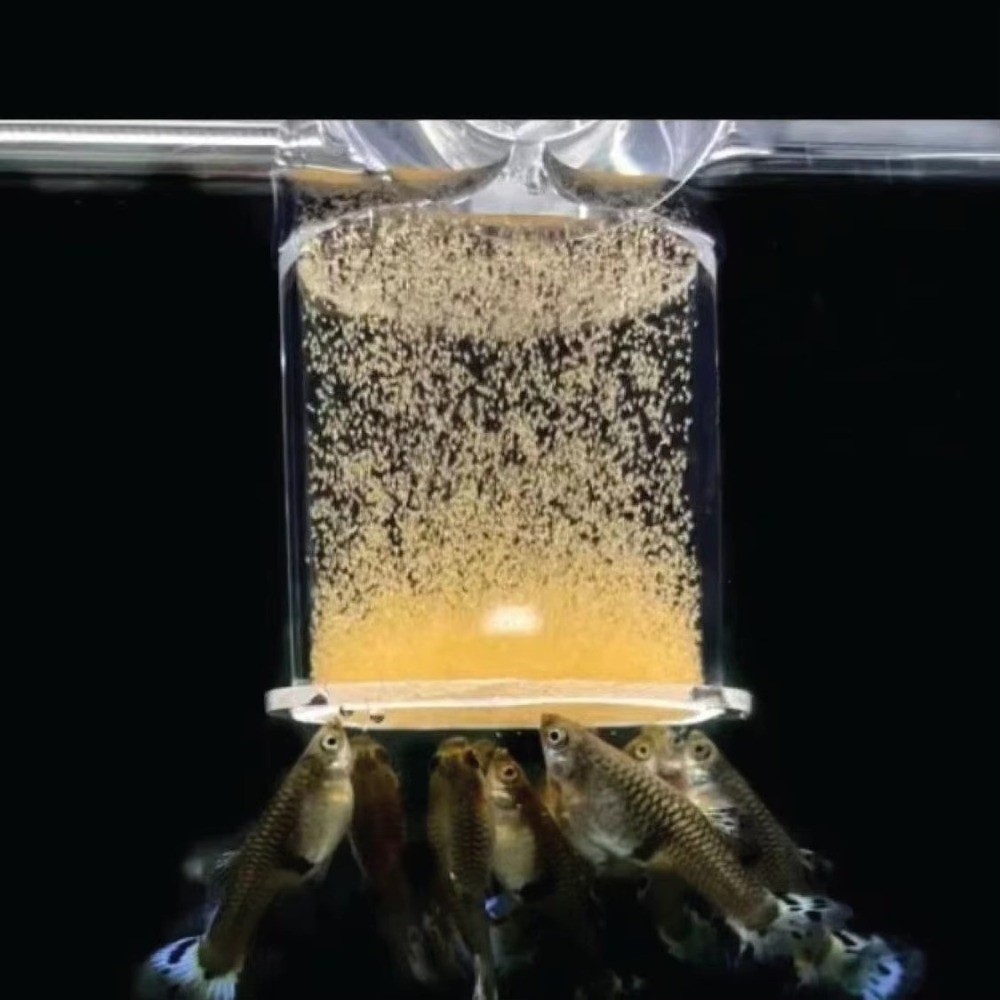 Acrylic Brine Shrimp Feeder Fi - Aquarium Fish Eggs ulasan dan harga