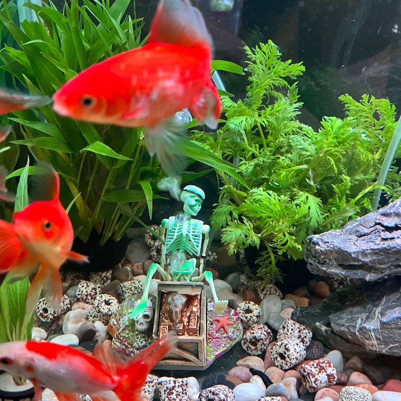 Fish Tank Aerobic Landscape Bu - Aquarium Fish Cichlid ulasan dan harga