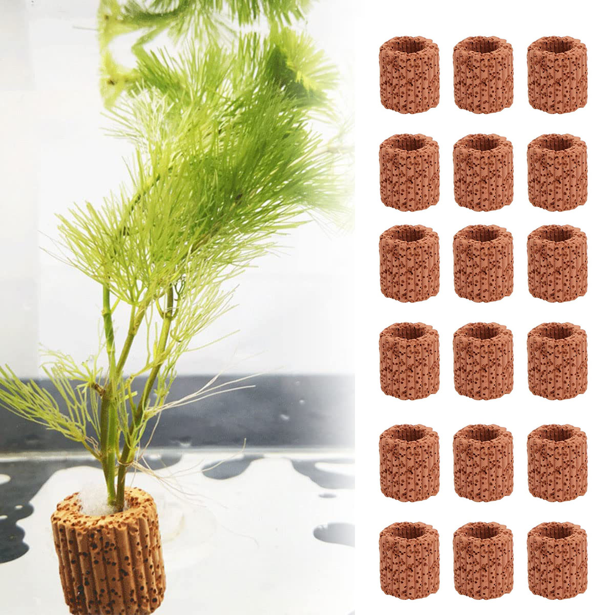 10/20Pcs Aquatic Water Plant F - Aquarium Fish Cichlid ulasan dan harga