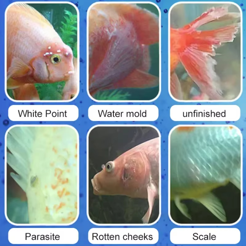SIKEZHAN Fish Disease Treatmen - Aquarium Fish Diseases ulasan dan harga
