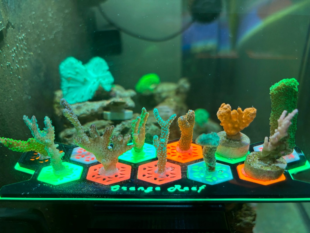 Fluorescent Coral Frag Plugs L - Aquarium Fish Reproduction ulasan dan harga