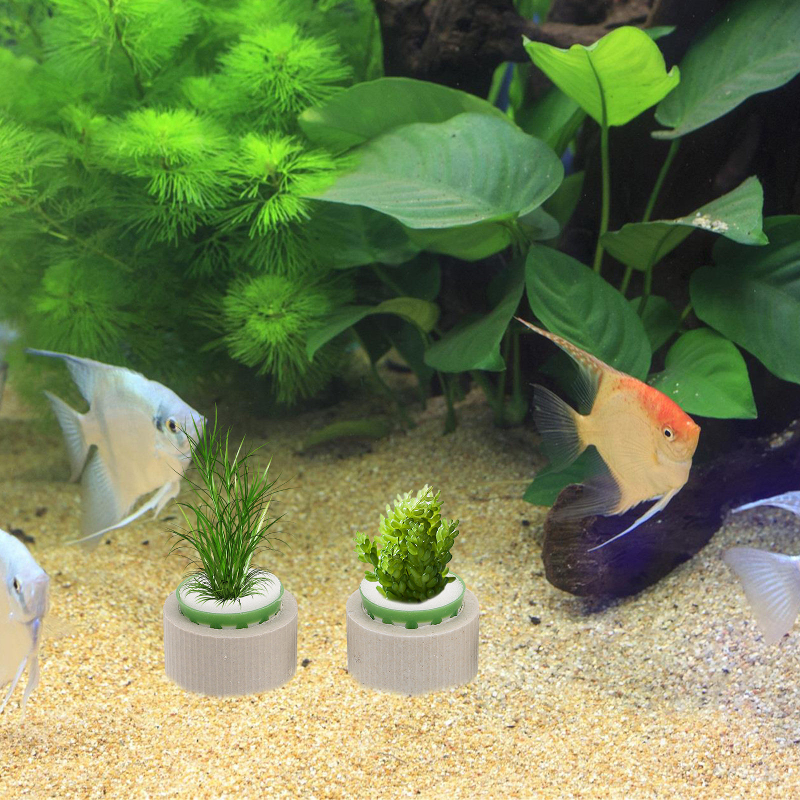 9Pcs Aquatic Plant Holder Cera - Aquarium Fish Cichlid ulasan dan harga