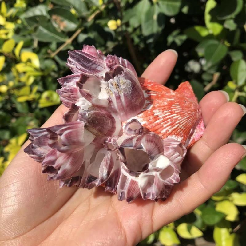 Big Purple Sea Lotus Natural S - Aquarium Fish Big ulasan dan harga