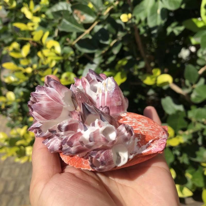 Big Purple Sea Lotus Natural S - Aquarium Fish Big ulasan dan harga