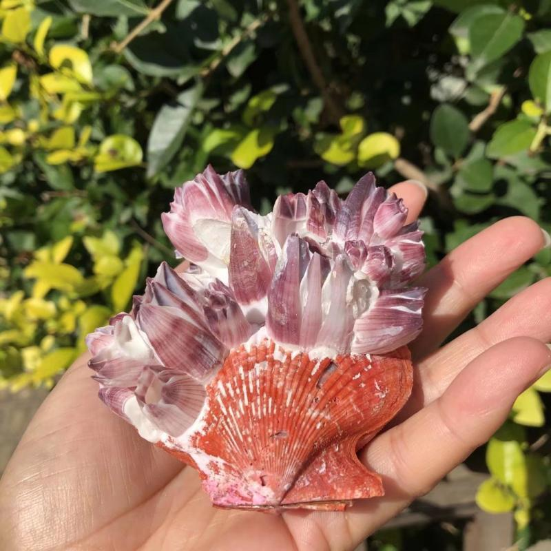 Big Purple Sea Lotus Natural S - Aquarium Fish Big ulasan dan harga