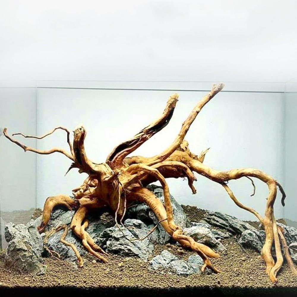 Natural Tree Trunk Aquarium De - Aquarium Fish Cichlid ulasan dan harga