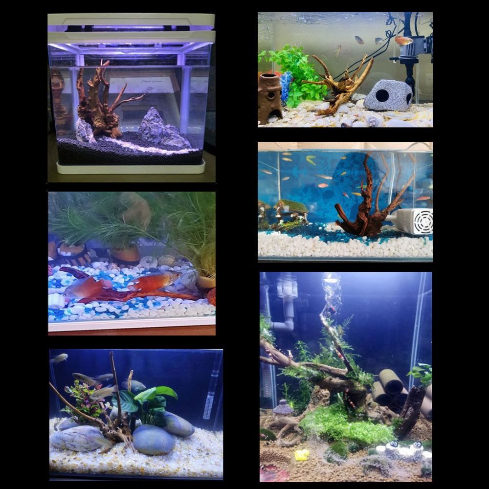 Natural Tree Trunk Aquarium De - Aquarium Fish Cichlid ulasan dan harga