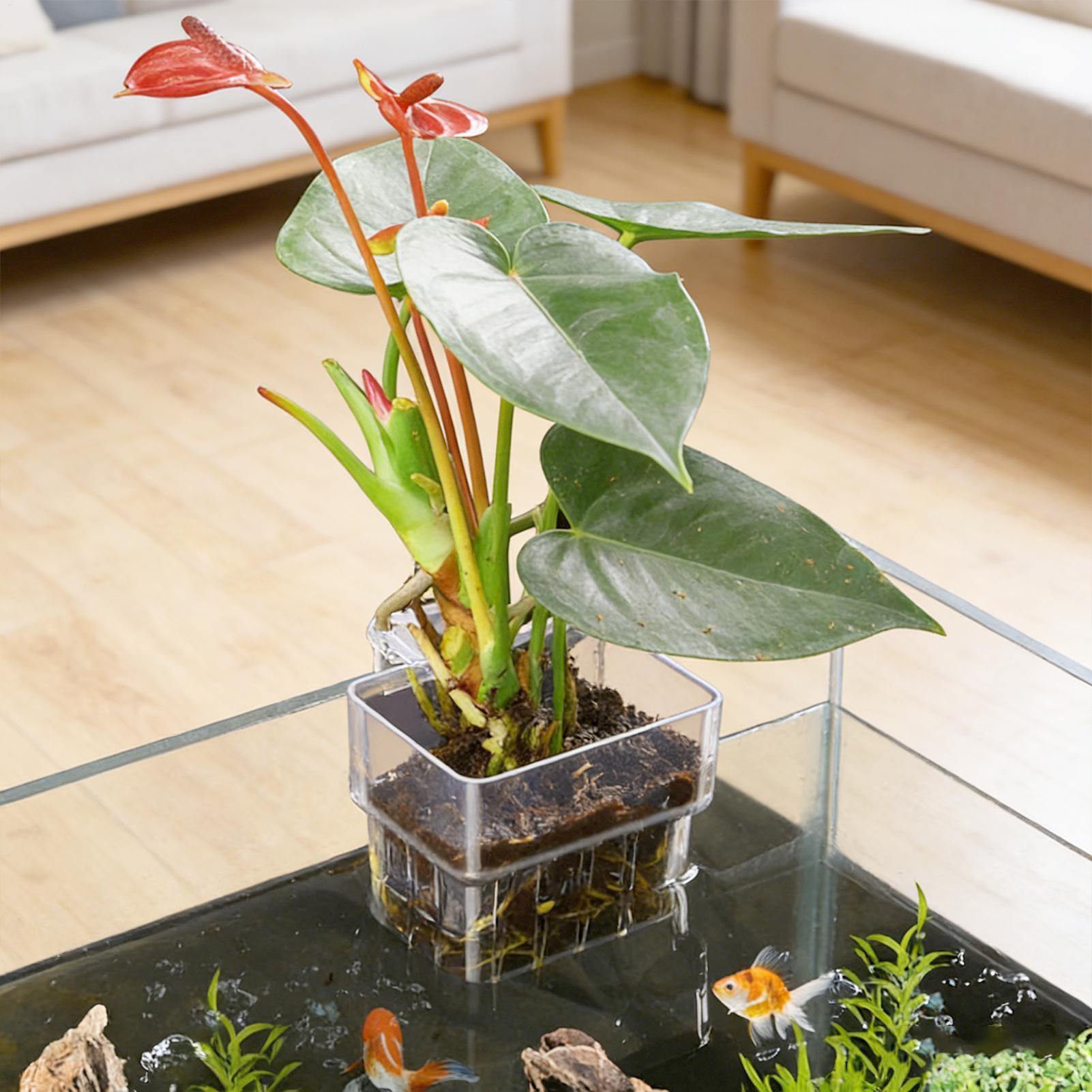 Transparent Hangable Aquarium  - Aquarium Fish Pot ulasan dan harga