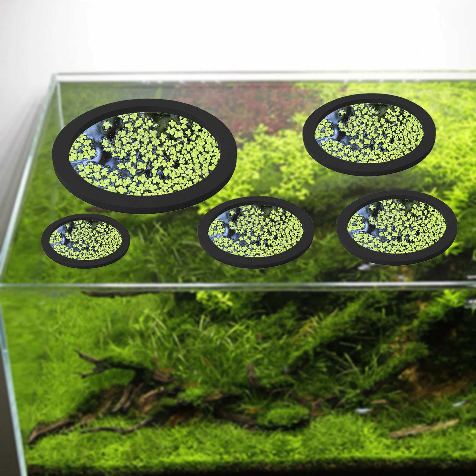 5Pcs EVA Fish Feeding Ring Aqu - Aquarium Fish In Pond ulasan dan harga