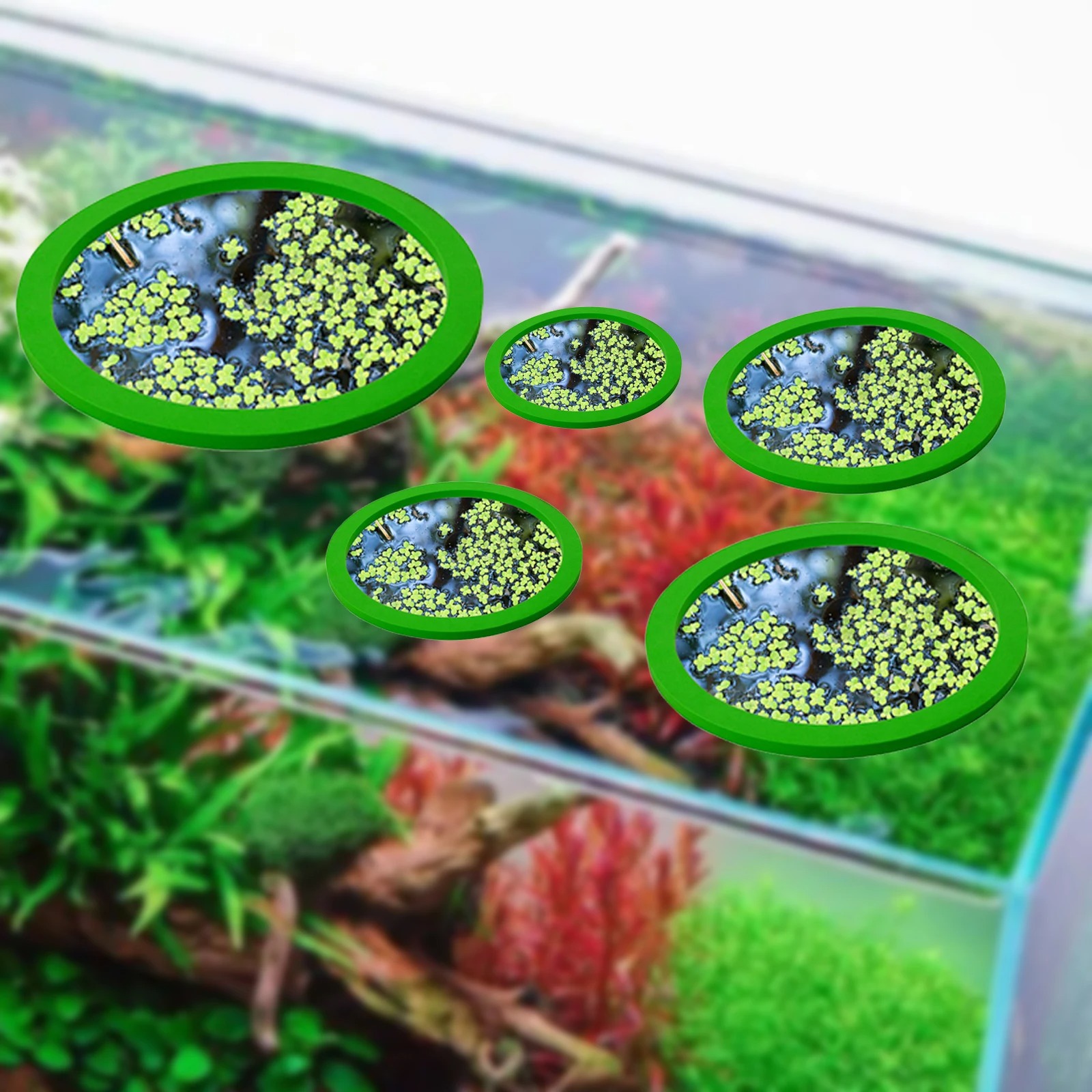 5Pcs EVA Fish Feeding Ring Aqu - Aquarium Fish In Pond ulasan dan harga