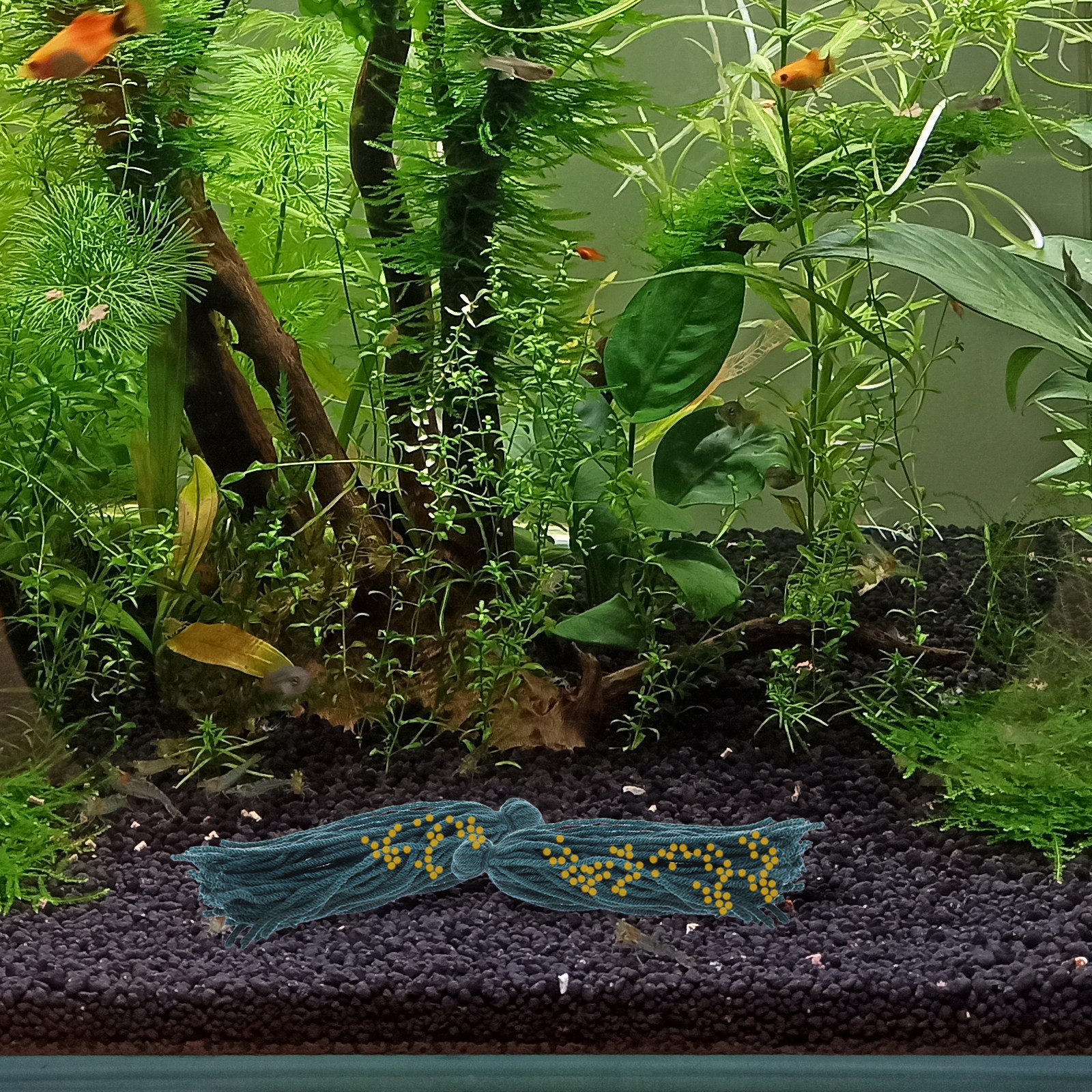 5 Pcs Fish Breeding Tool Mop R - Aquarium Fish Reproduction ulasan dan harga