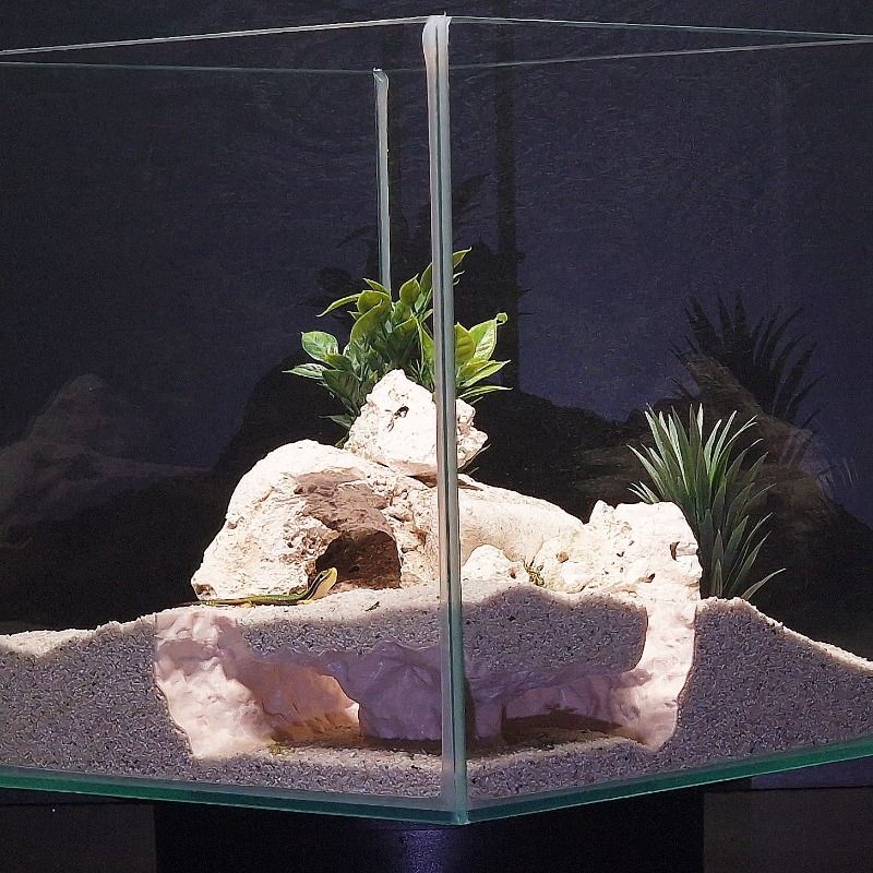 3DPrinted Fish Tank Tunnel She - Aquarium Fish Hide ulasan dan harga
