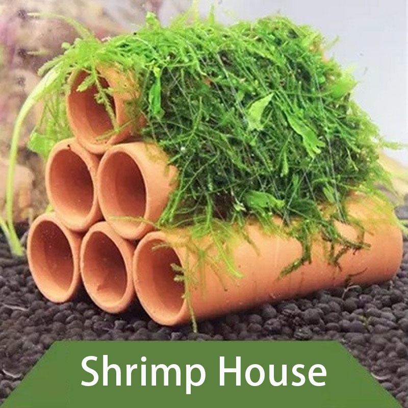 Clay Aquarium Decoration Fish  - Aquarium Fish Cichlid ulasan dan harga