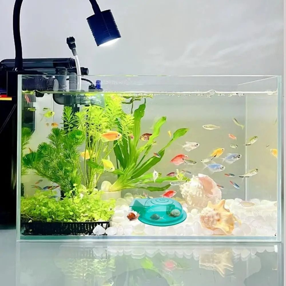 Freshwater Saltwater Aquarium  - Aquarium Fish Eggs ulasan dan harga
