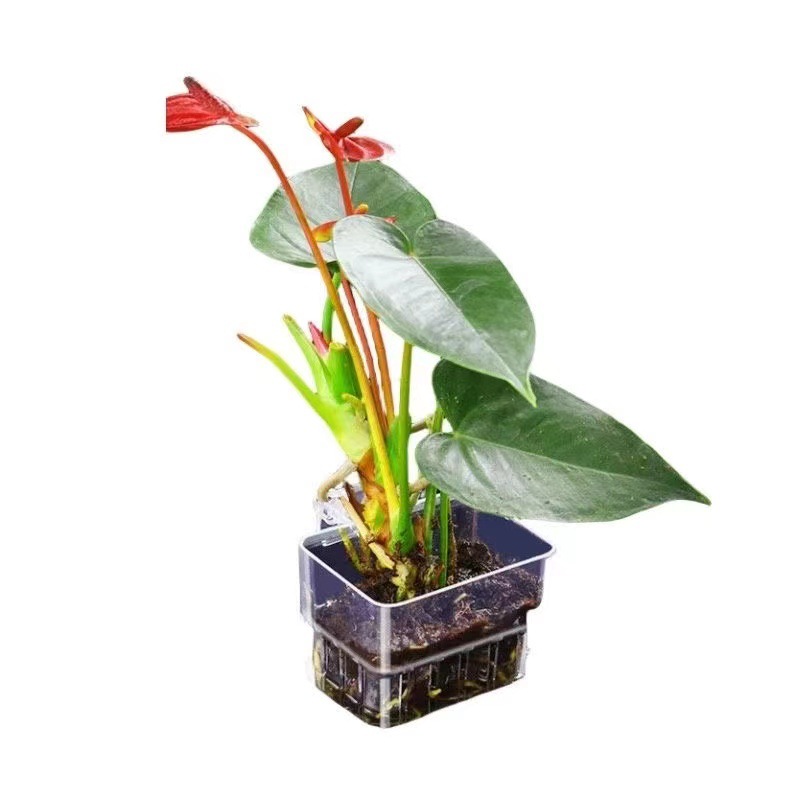 Aquarium Hydroponic Planting B - Aquarium Fish Pot ulasan dan harga
