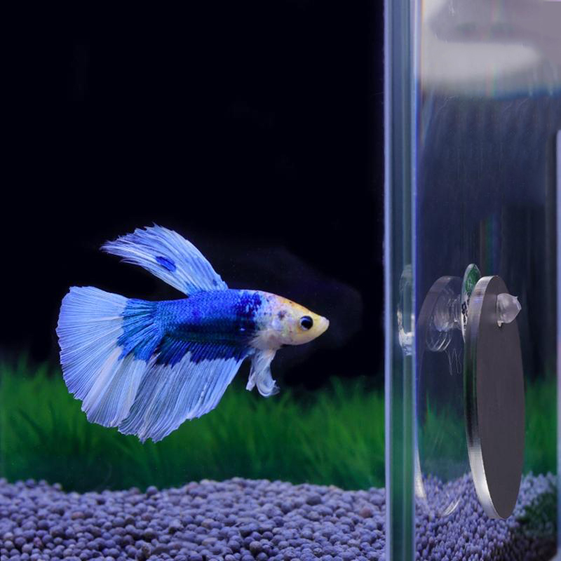 Aquarium Betta Mirror Fish Tan - Aquarium Fish Cichlid ulasan dan harga