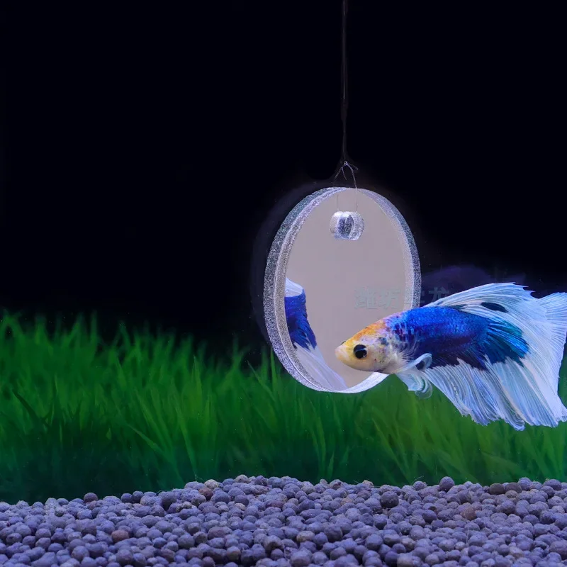 Aquarium Betta Mirror Fish Tan - Aquarium Fish Cichlid ulasan dan harga